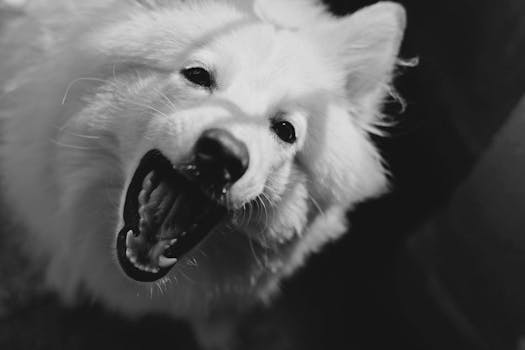 Animalele de companie ale vedetelor: câini de rasă, pisici exotice și cât costă să ai un compagnion ca un star